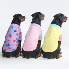 Sunblock Dog T-Shirt (3-pack) - Gelato, Yuzu, Berries