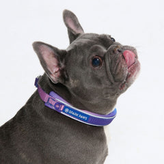 Cushioned Martingale Collar - 90s Retro