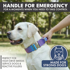 Comfort Control Dog Collar Sets