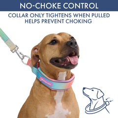 Martingale Collar Set - Pastel Icing